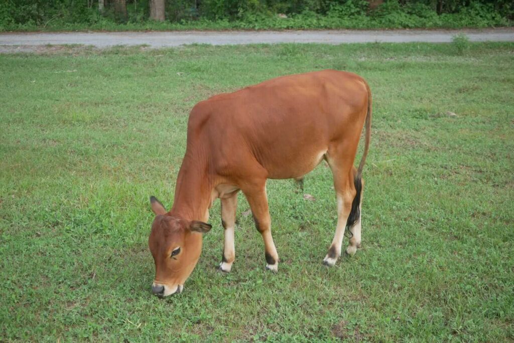 Cattle Look to Tuesday Following Monday Rally
